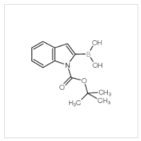 N-Boc-吲哚-2-硼酸|213318-44-6 